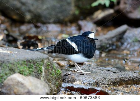 White-crowned Forktail (enicurus Leschenaulti)