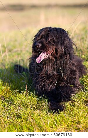 black Briard