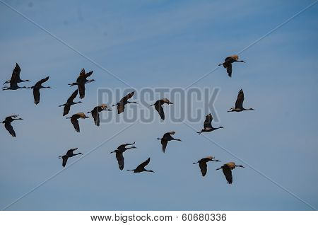 Sandhill Cranes in Flight