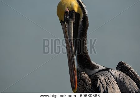 Pelican with Attitude