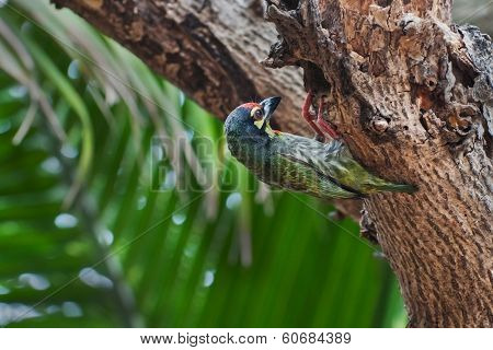 Coppersmith Barbet Bird (megalaima Haemacephala)