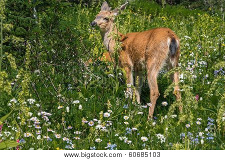Deer Among Mountain Wildflowers