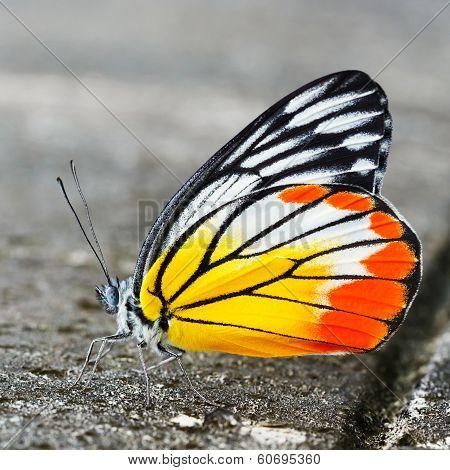 Common Jezebel Butterfly