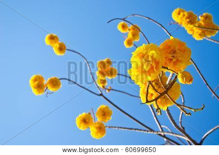 Tabebuia Chrysotricha Yellow Flowers