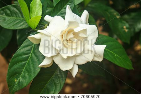 Beautiful Gardenia Jasminoides Flower On Tree