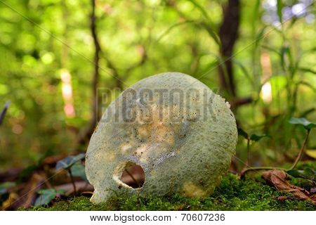 Russula Aeruginea