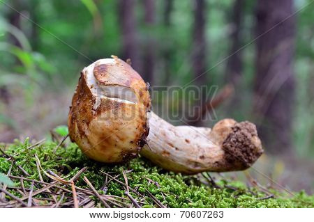 Russula Foetens
