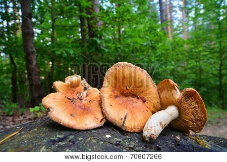Russula Foetens