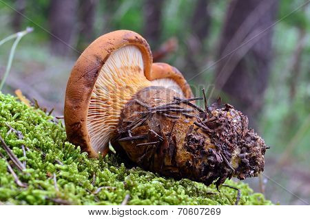 Tapinella Atrotomentosa
