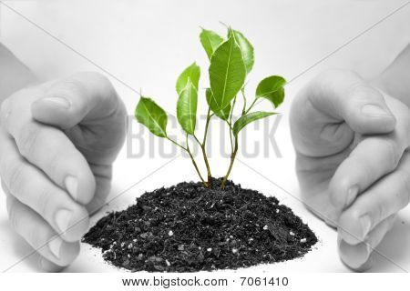 Plante
