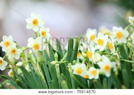 narcissus flowers