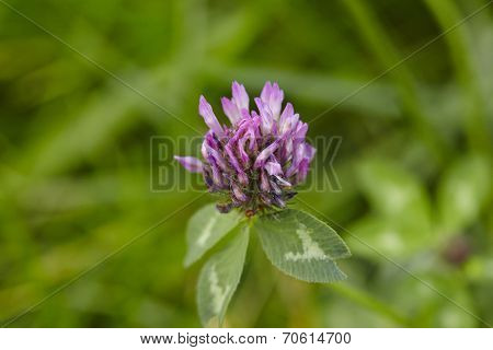 Flora - Shamrock (trifolium)