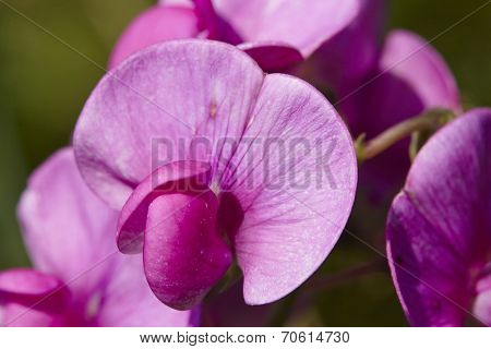 Flora - Pink-colored Vetch