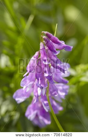 Flora - Pink-colored Vetch