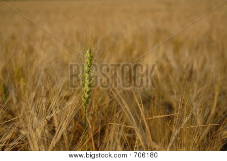 Spikelet