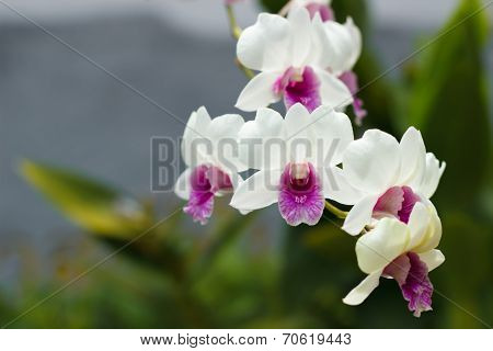 Purple Orchid