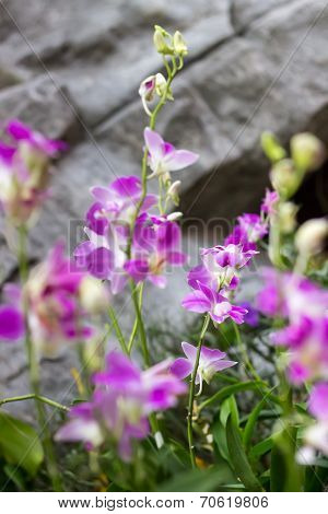 Purple Orchid