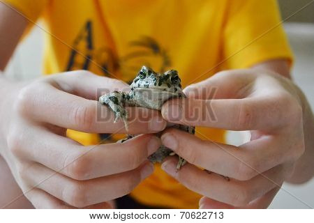 Green Toad In Hands.