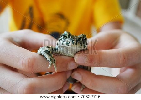 Green Toad In Hands.