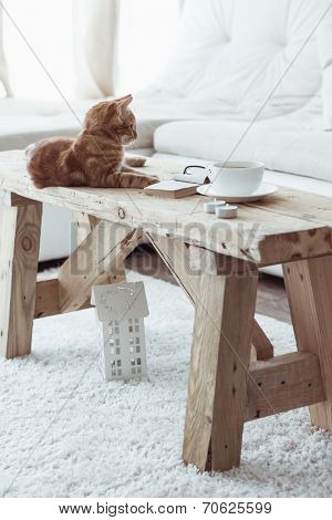 Still life details, cup of coffee on rustic bench and a cat lying down on it in white cottage room