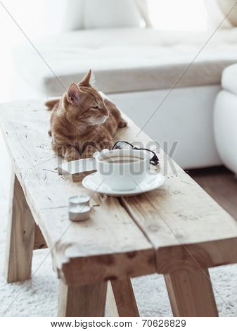 Still life details, cup of coffee on rustic bench and a cat lying down on it in white cottage room