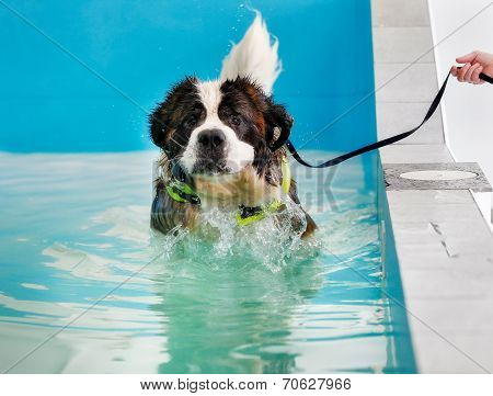 St Bernard Dog Taking A Swim