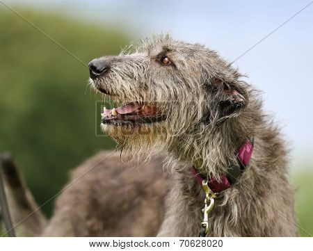 Irish Wolfhound Dog
