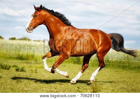 Running Purebred Horse