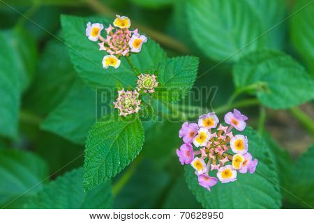 Cloth Of Gold Or Lantana Camara Flower In Garden