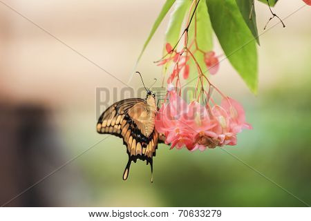 Giant Swallowtail Butterfly (papilio Cresphontes)