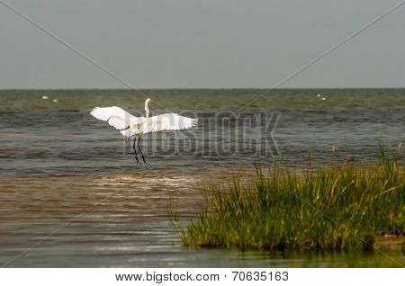 Little Egret Egretta Garzetta Small White Heron