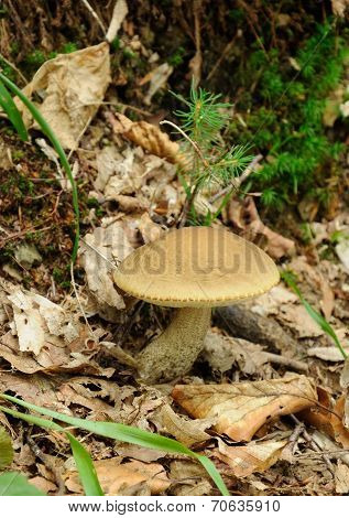 Leccinum Scabrum Mushroom In Real Environment