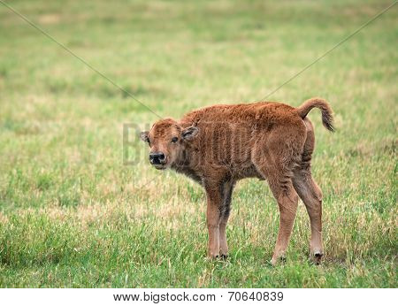 Buffalo Bison Calf On Green Pasture