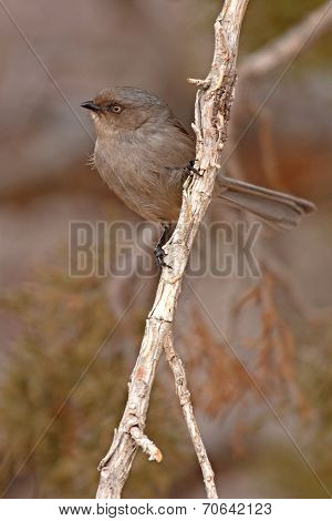 Bushtit Grasping Branch