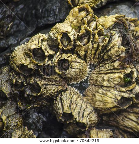 Golden Barnacles