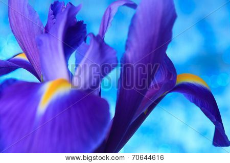 Beautiful blue iris flowers background