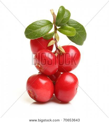 Forest wild berry cowberry with leaves isolated.