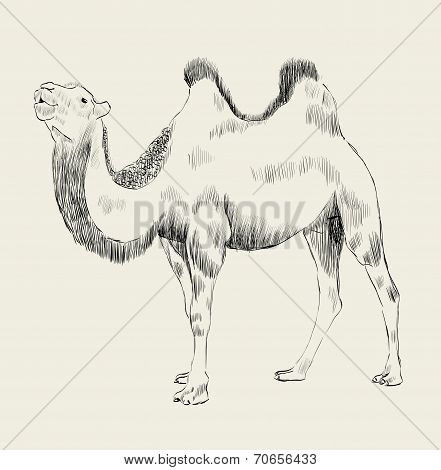 hand drawn camel