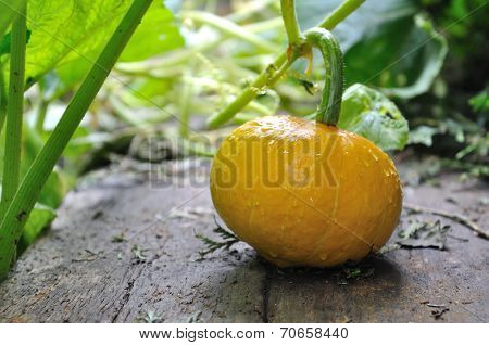 Potimarron In Garden