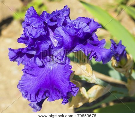 Violet Iris