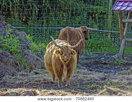 Scottish Highland Cow Calf