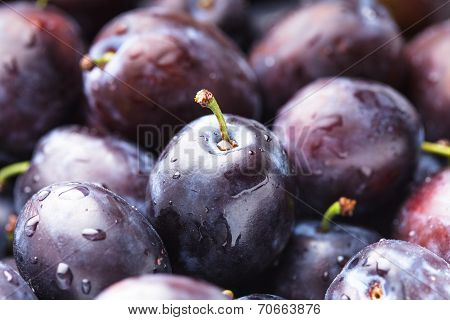 Fleshy Plums