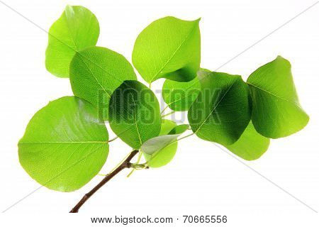 European Wild Pear (Pyrus pyraster)