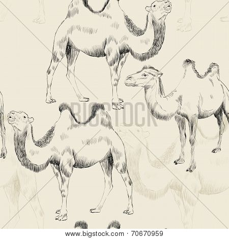 hand drawn camel