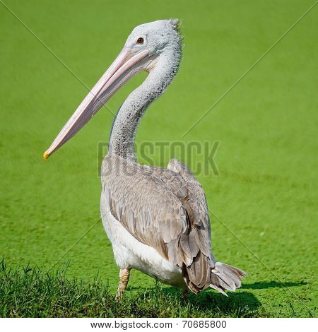 Spot-billed Pelican