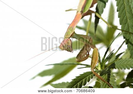 A Female European Preying Mantis, guards her Female Cannabis Sativa Medical Marijuana Plant from other insects. Preying Mantids are a natural pesticide because they eat other insects. 