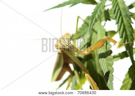 A Female European Preying Mantis, guards her Female Cannabis Sativa Medical Marijuana Plant from other insects. Preying Mantids are a natural pesticide because they eat other insects. 