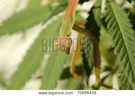 A Female European Preying Mantis, guards her Female Cannabis Sativa Medical Marijuana Plant from other insects. Preying Mantids are a natural pesticide because they eat other insects. 