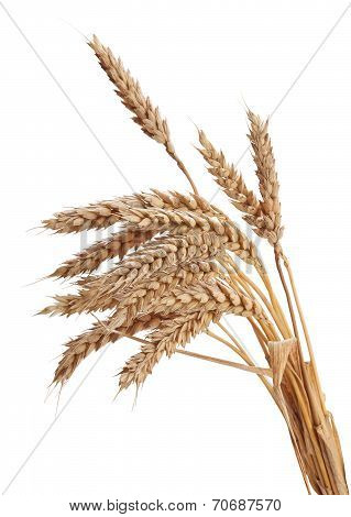 Wisp Of Wheat