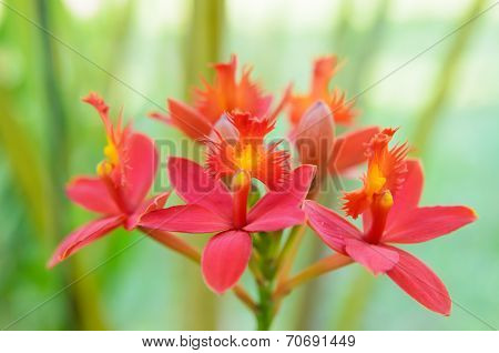 Red Ground Orchid Flower